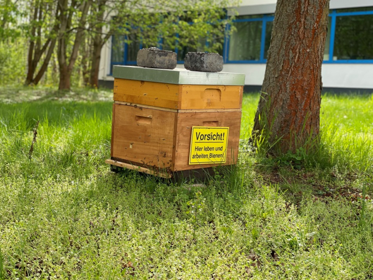 Ein Bienenstock auf dem grünen Firmengelände der Apollo Gößnitz GmbH, umgeben von Wiesen, Bäumen und einer angrenzenden Streuobstwiese im Altenburger Land – ein Beitrag zur Artenvielfalt und Nachhaltigkeit.