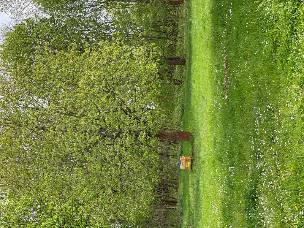 Bienenstock im Grünen bei Apollo Gößnitz, umgeben von blühender Natur – ein nachhaltiges Projekt zur Förderung von Bienen und Biodiversität im Altenburger Land.